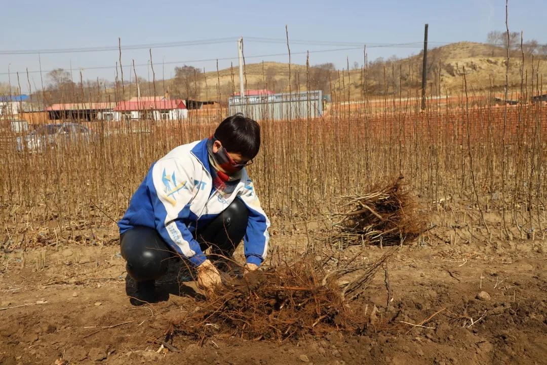 布敦化牧场新项目重塑草原生态，引领农业创新之路